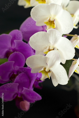 purple with white orchid isolated on black background