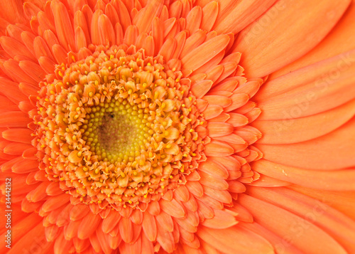 Orange daisy-gerbera