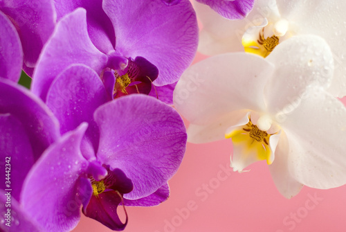 Purple and white orchid isolated on pink background
