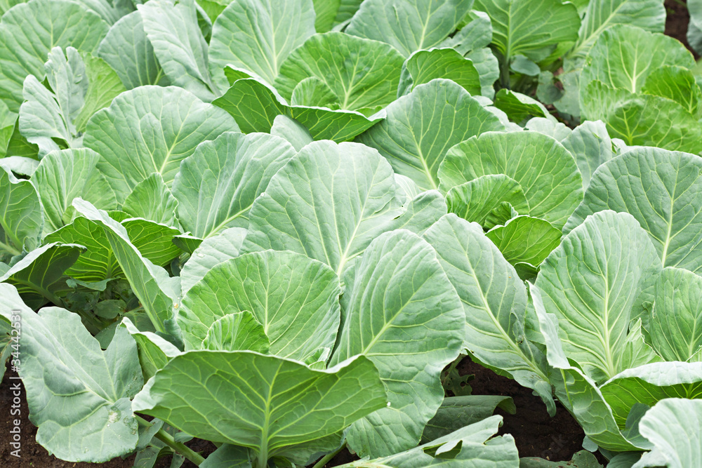 Many green cabbages Many green cabbages