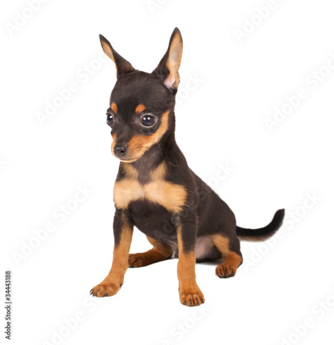 Russian toy terrier on a white background © Andrei Starostin