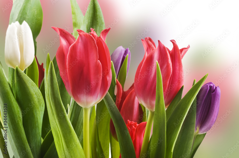 Red white and purple tulips in a field Red white and purple tulips in a field