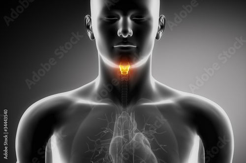 Human larynx anatomy