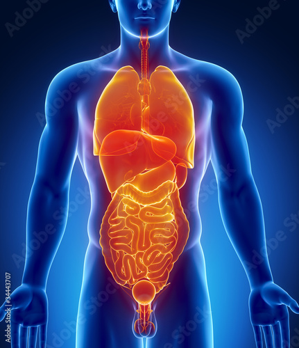 Male abdominal organs antomy photo