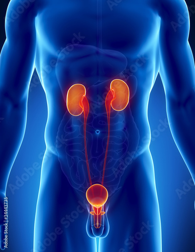Male urinary tract in detail