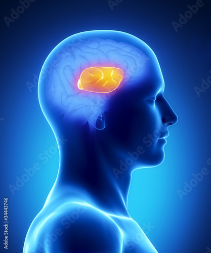 Corpus callosum - human brain part photo