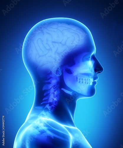 Human brain x-ray view