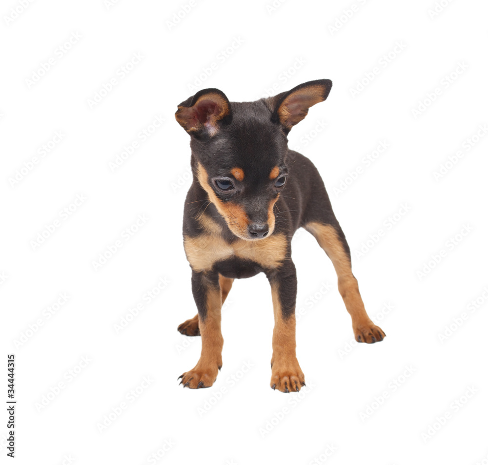 Russian toy terrier on a white background Russian toy terrier on a white background