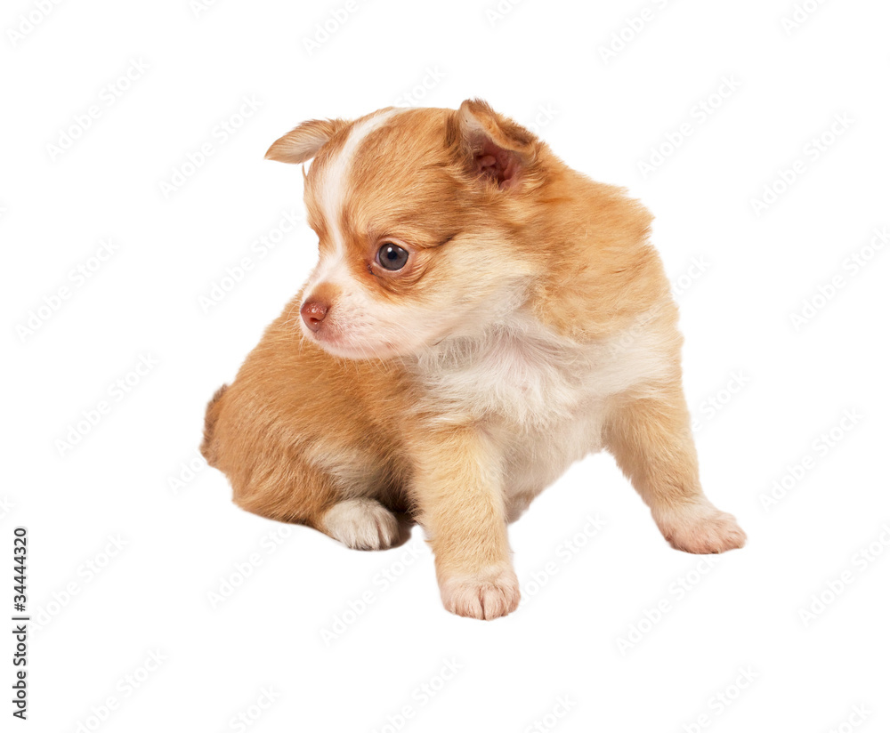 portrait of a cute purebred puppy chihuahua in front of white ba portrait of a cute purebred puppy chihuahua in front of white ba