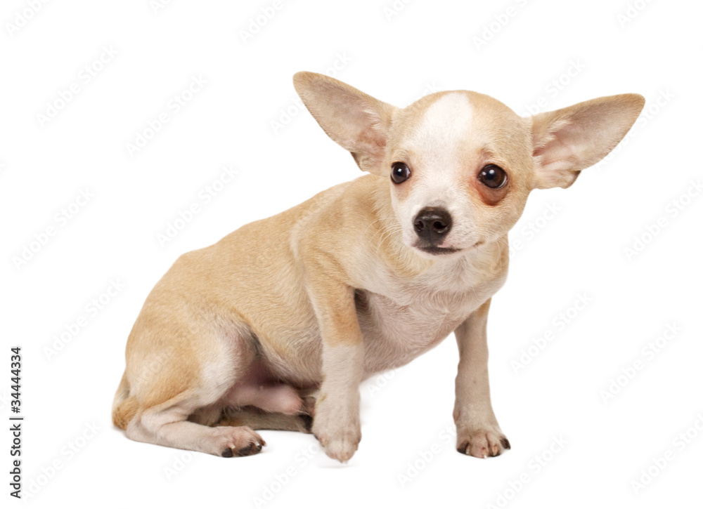 portrait of a cute purebred puppy chihuahua in front of white ba