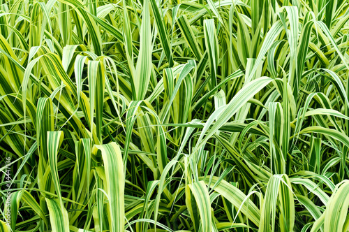 high ornamental grass photo