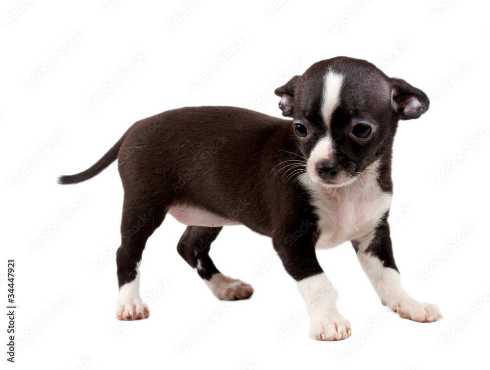 cute small chihuahua puppy sitting on white looking at camera is cute small chihuahua puppy sitting on white looking at camera is