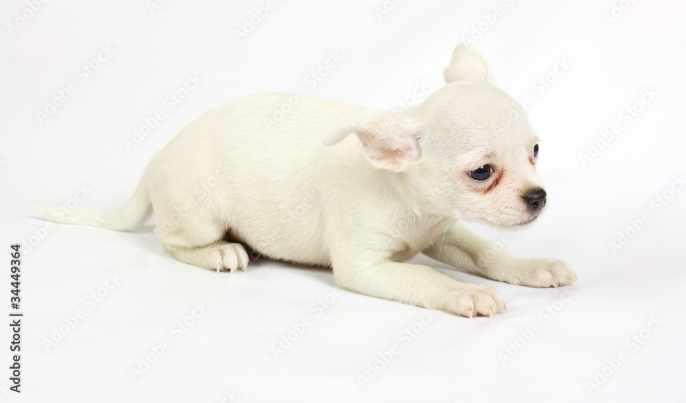 small chihuahua puppy