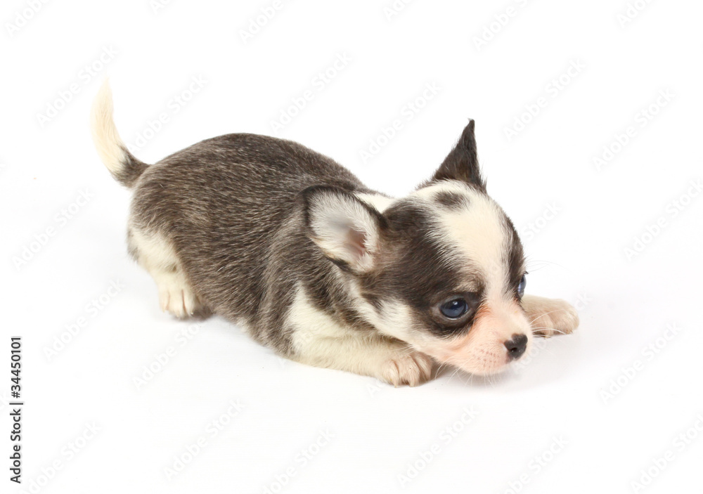 small chihuahua puppy small chihuahua puppy
