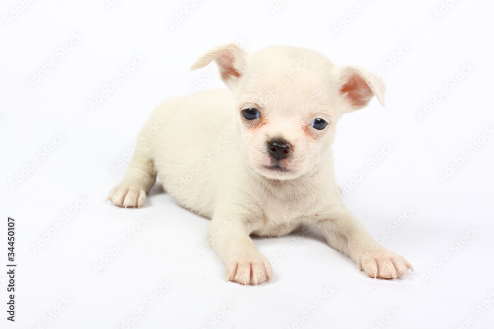 small chihuahua puppy