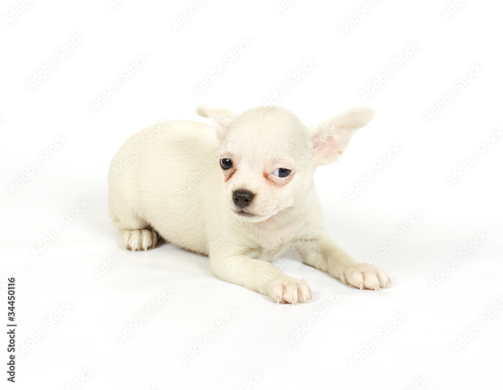 small chihuahua puppy small chihuahua puppy