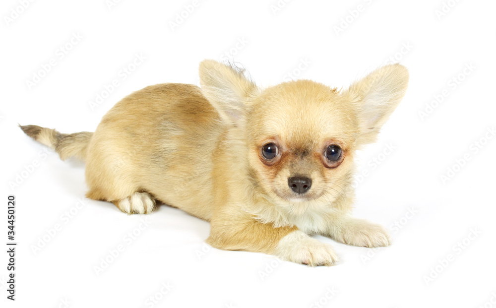 small chihuahua puppy