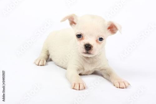 small chihuahua puppy © Andrei Starostin