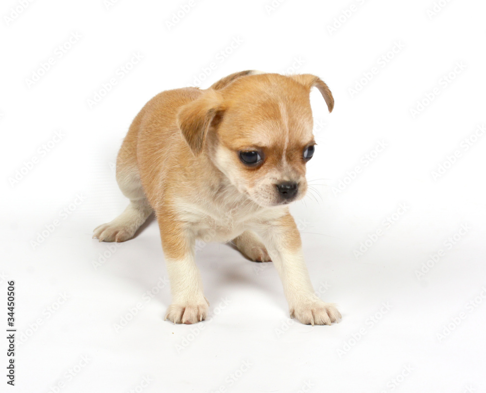 small chihuahua puppy small chihuahua puppy