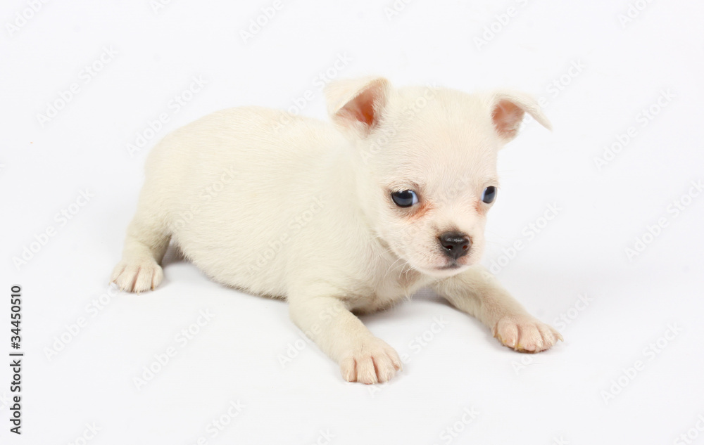 small chihuahua puppy small chihuahua puppy