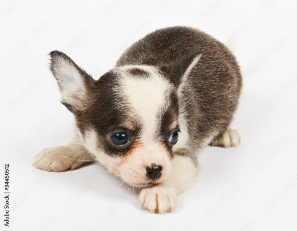 small chihuahua puppy