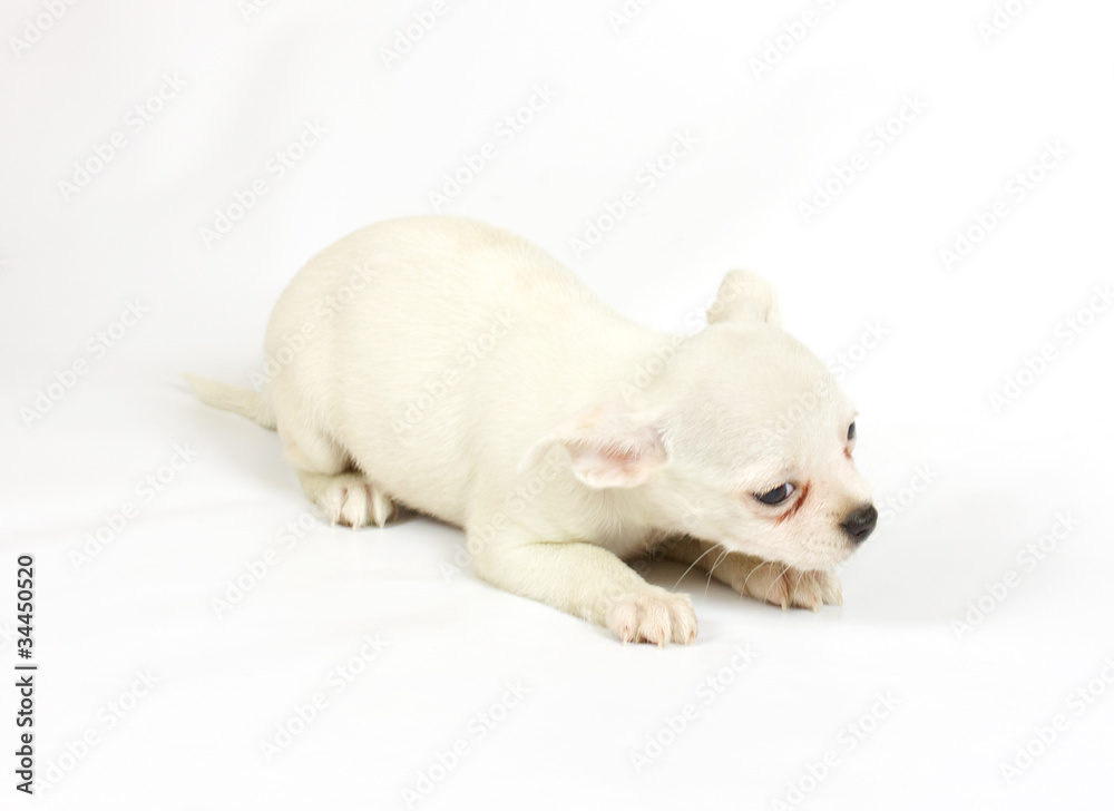 small chihuahua puppy small chihuahua puppy