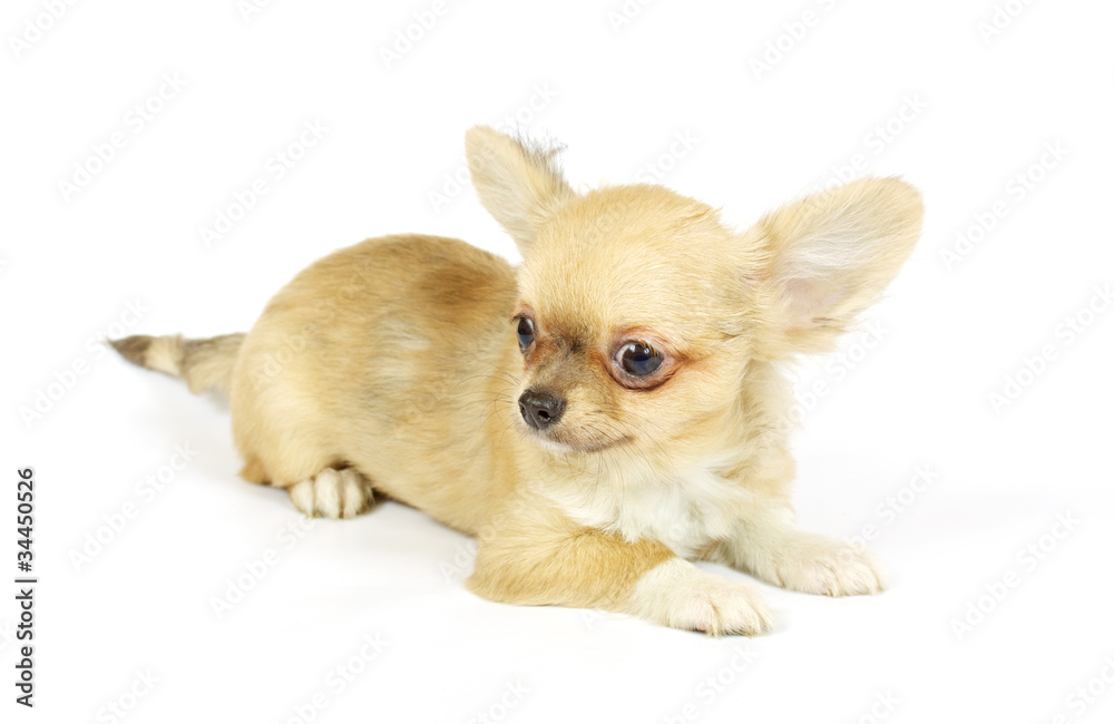 small chihuahua puppy small chihuahua puppy