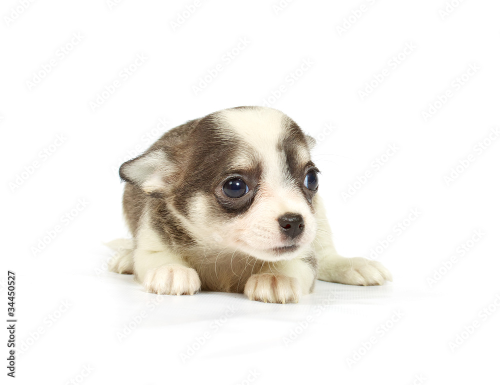 small chihuahua puppy