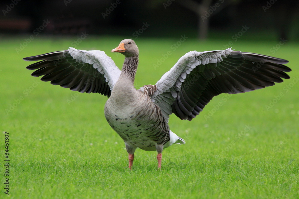Gans-27456b1 Gans-27456b1