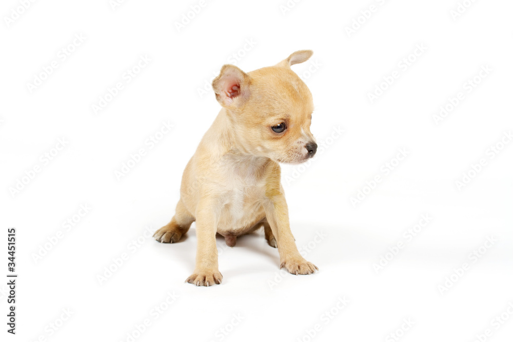 Funny puppy Chihuahua poses Funny puppy Chihuahua poses