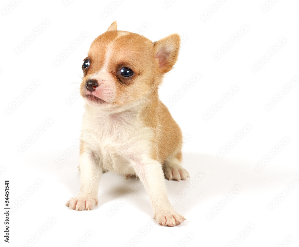 Funny puppy Chihuahua poses Funny puppy Chihuahua poses