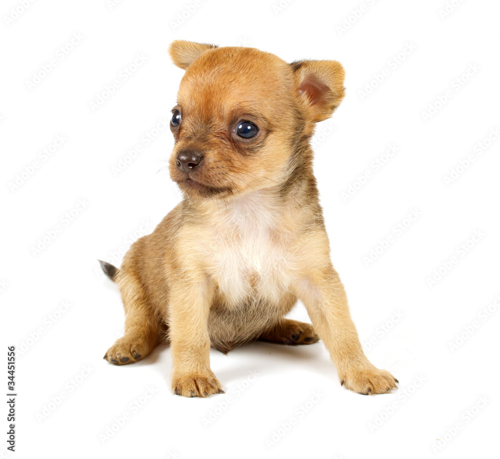 Funny puppy Chihuahua poses Funny puppy Chihuahua poses