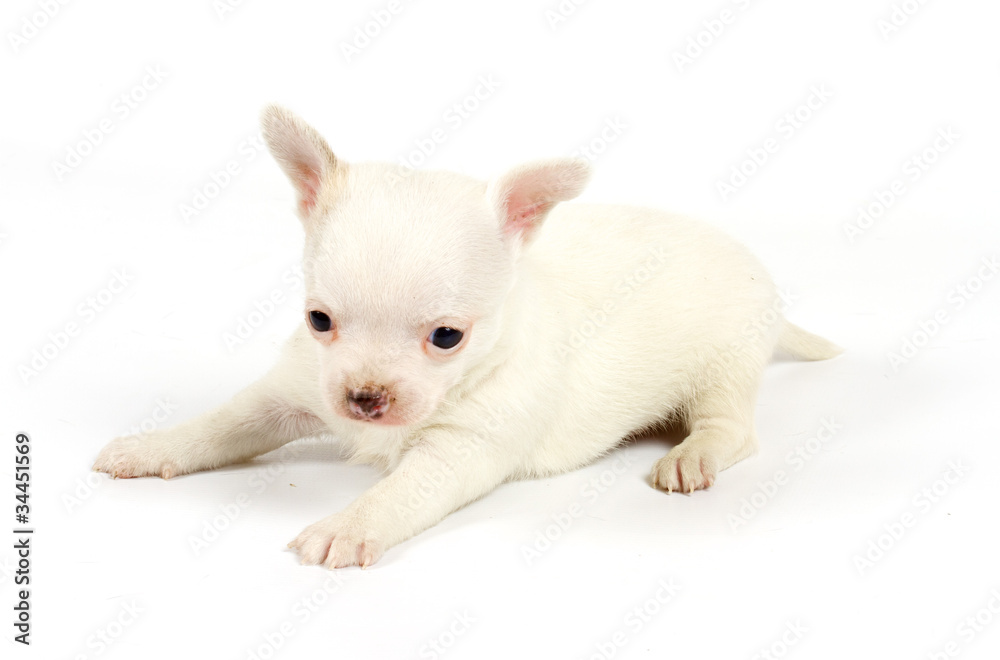 Funny puppy Chihuahua poses Funny puppy Chihuahua poses