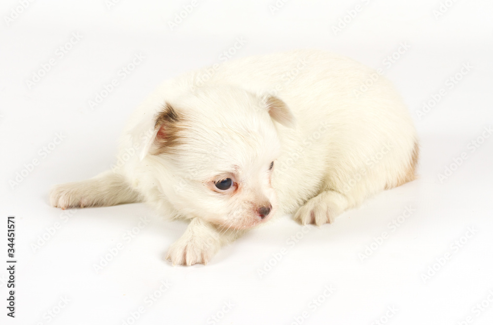 Fototapeta premium Funny puppy Chihuahua poses