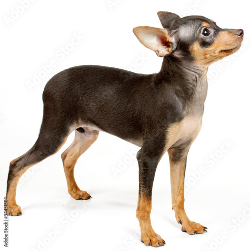 Funny puppy Chihuahua poses © Andrei Starostin