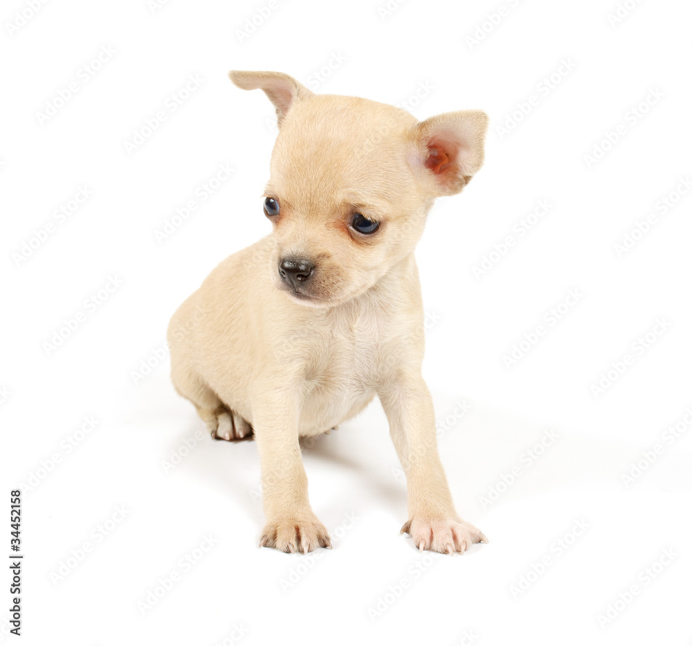 Funny puppy Chihuahua poses