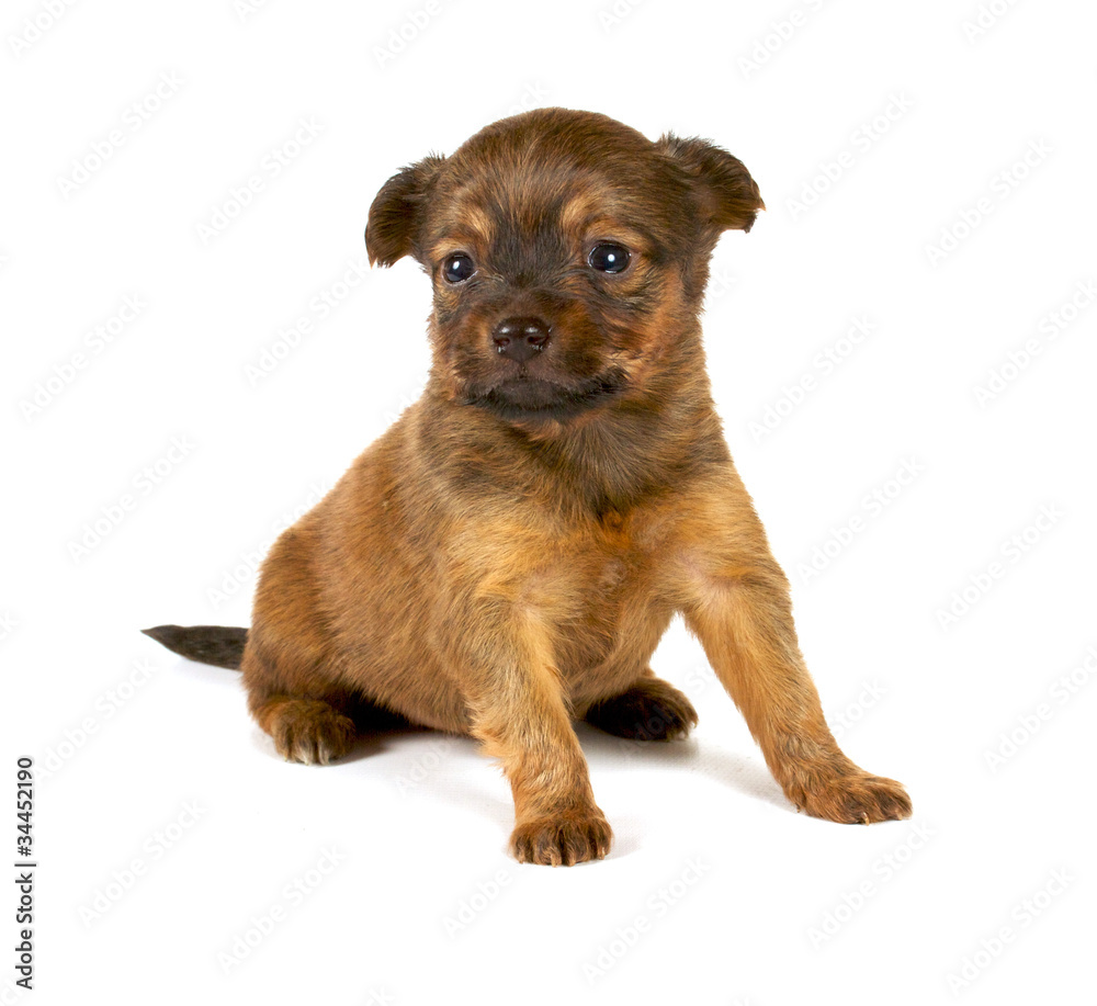 Funny puppy Chihuahua poses Funny puppy Chihuahua poses