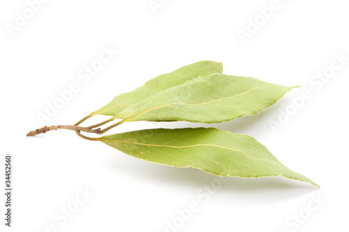 Laurel leaves isolated on white