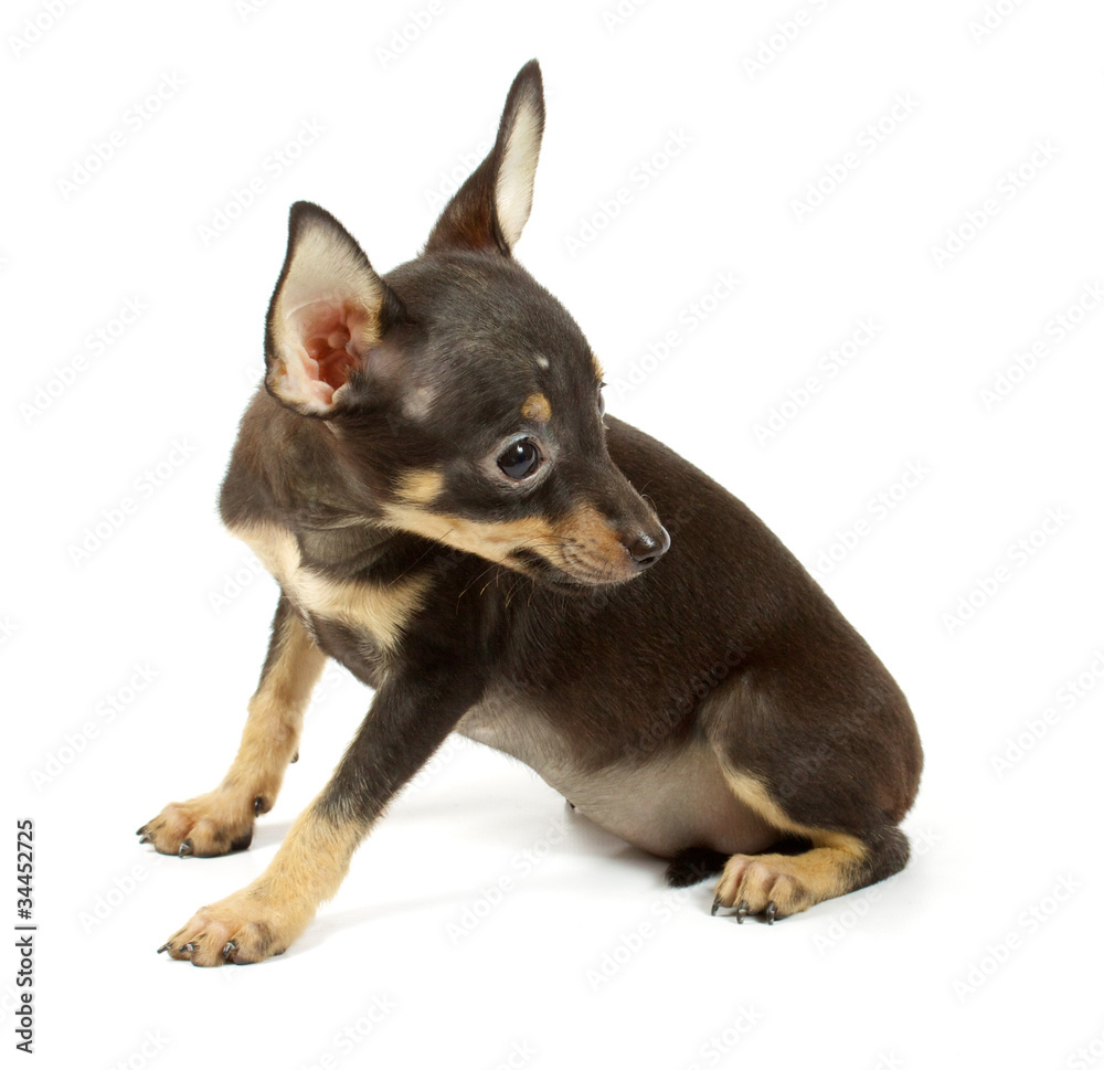small chihuahua puppy small chihuahua puppy