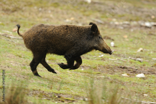 sanglier 