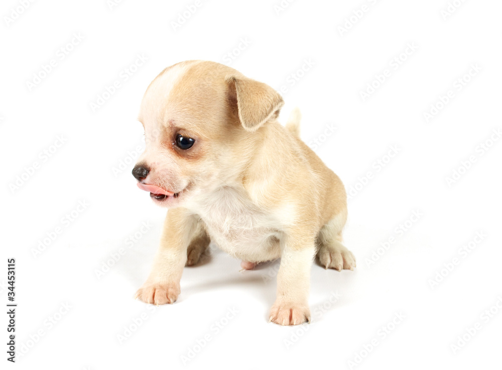 Funny puppy Chihuahua poses Funny puppy Chihuahua poses