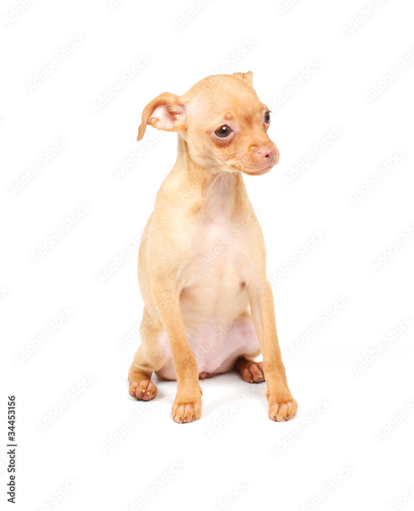 Funny puppy Chihuahua poses