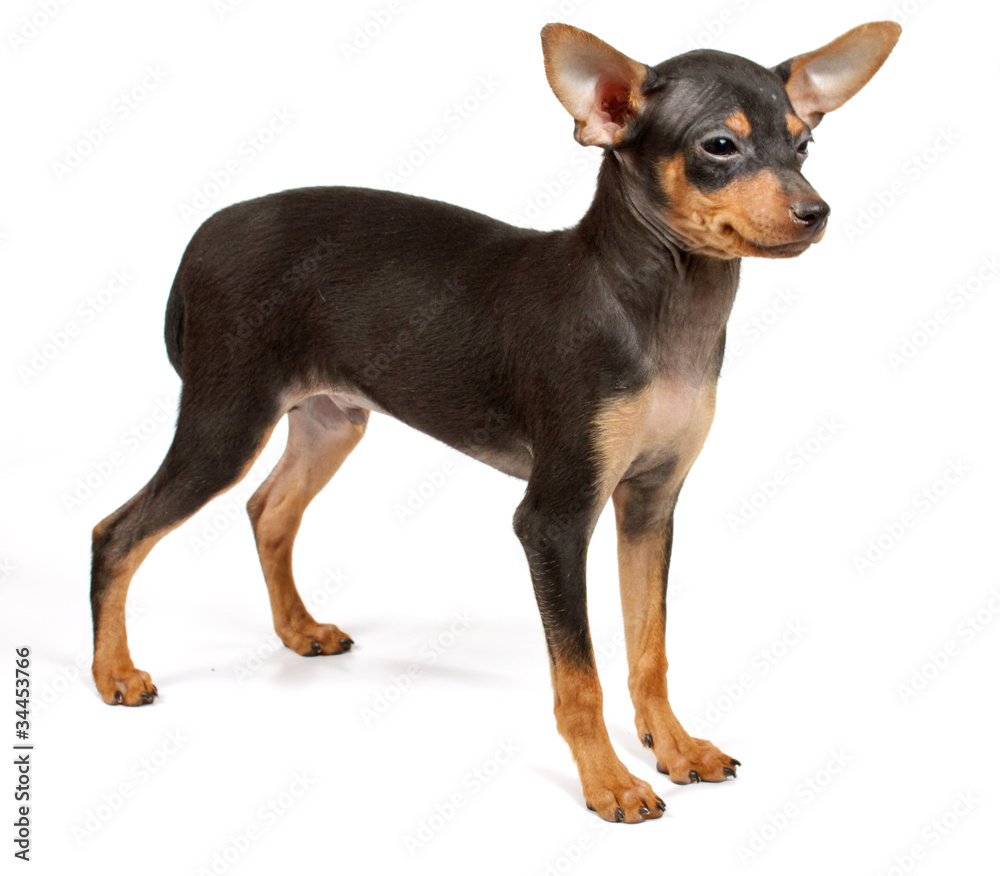 Funny puppy Chihuahua poses Funny puppy Chihuahua poses
