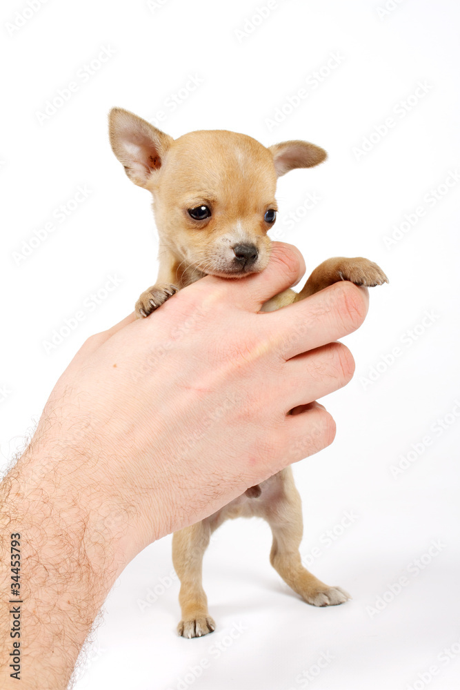 Funny puppy Chihuahua poses Funny puppy Chihuahua poses