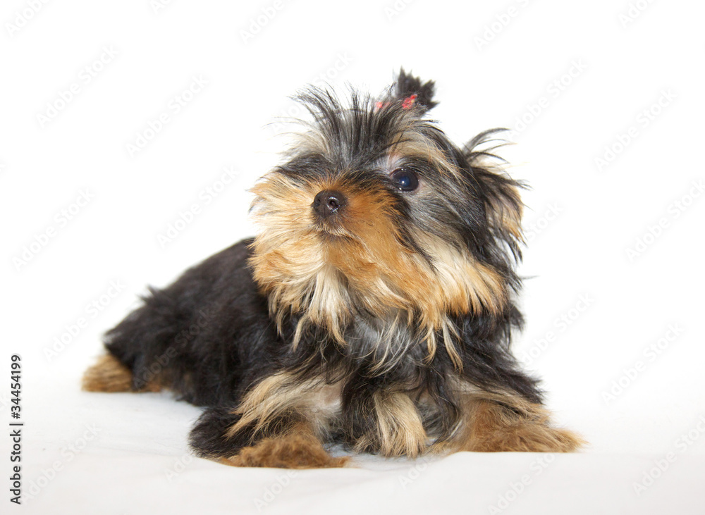 pupyy Yorkshire Terrier