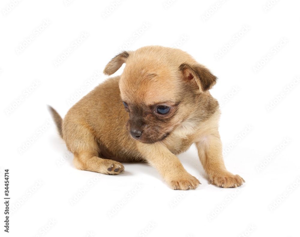 Funny puppy Chihuahua poses Funny puppy Chihuahua poses