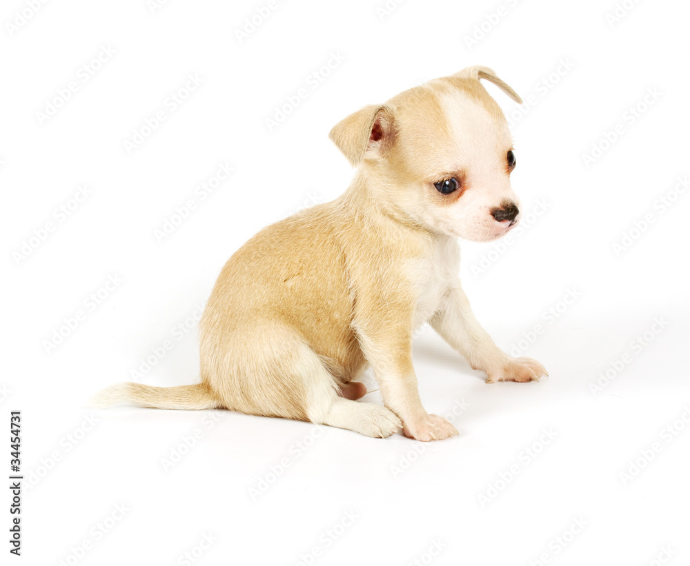Funny puppy Chihuahua poses Funny puppy Chihuahua poses