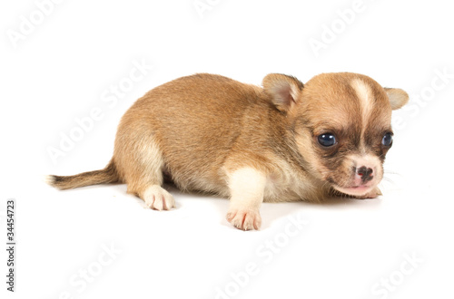 Funny puppy Chihuahua poses