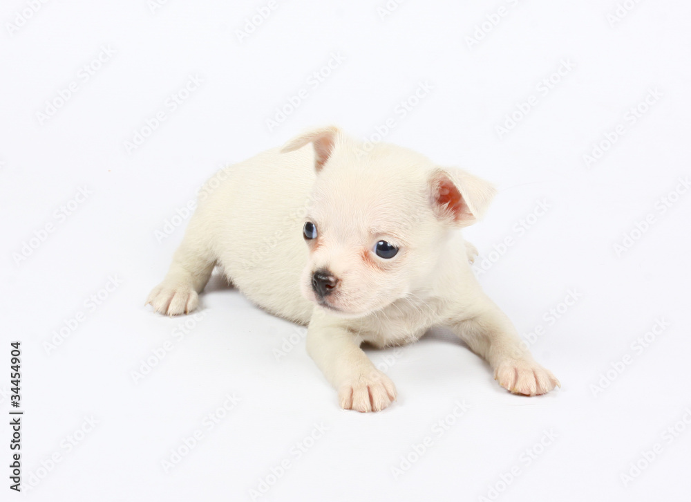 small chihuahua puppy small chihuahua puppy
