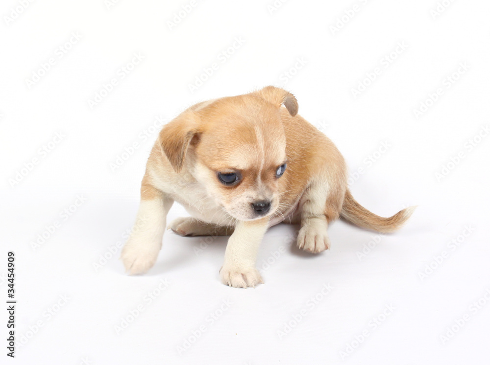 small chihuahua puppy